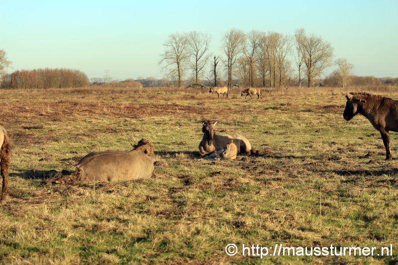 2016-11-28 Gewonde wilde jonge hengst Maaseik (7236).jpg